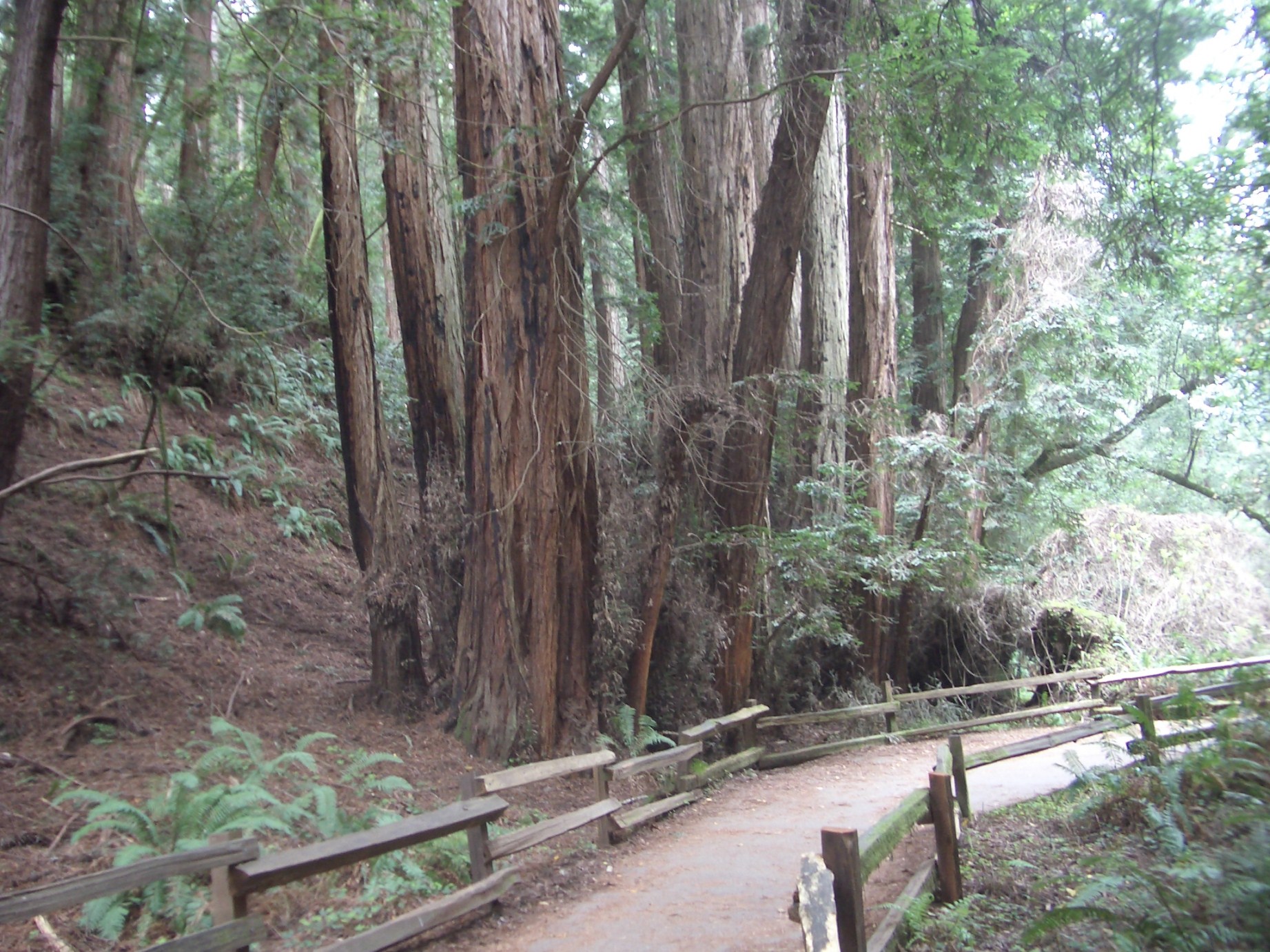 Park mit Redwoods