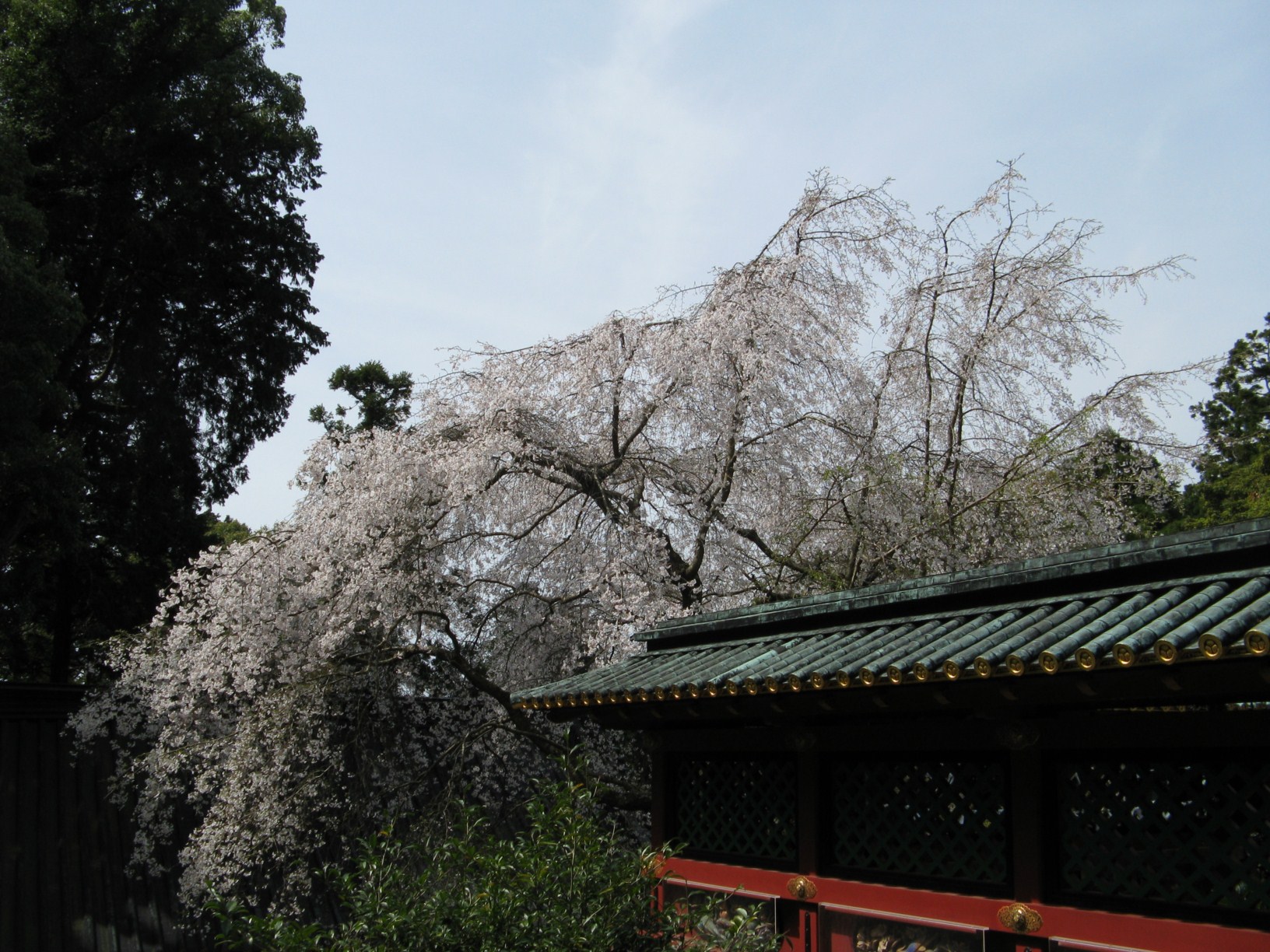Schrein und und Kirschblüten - mehr Japan geht fast nicht