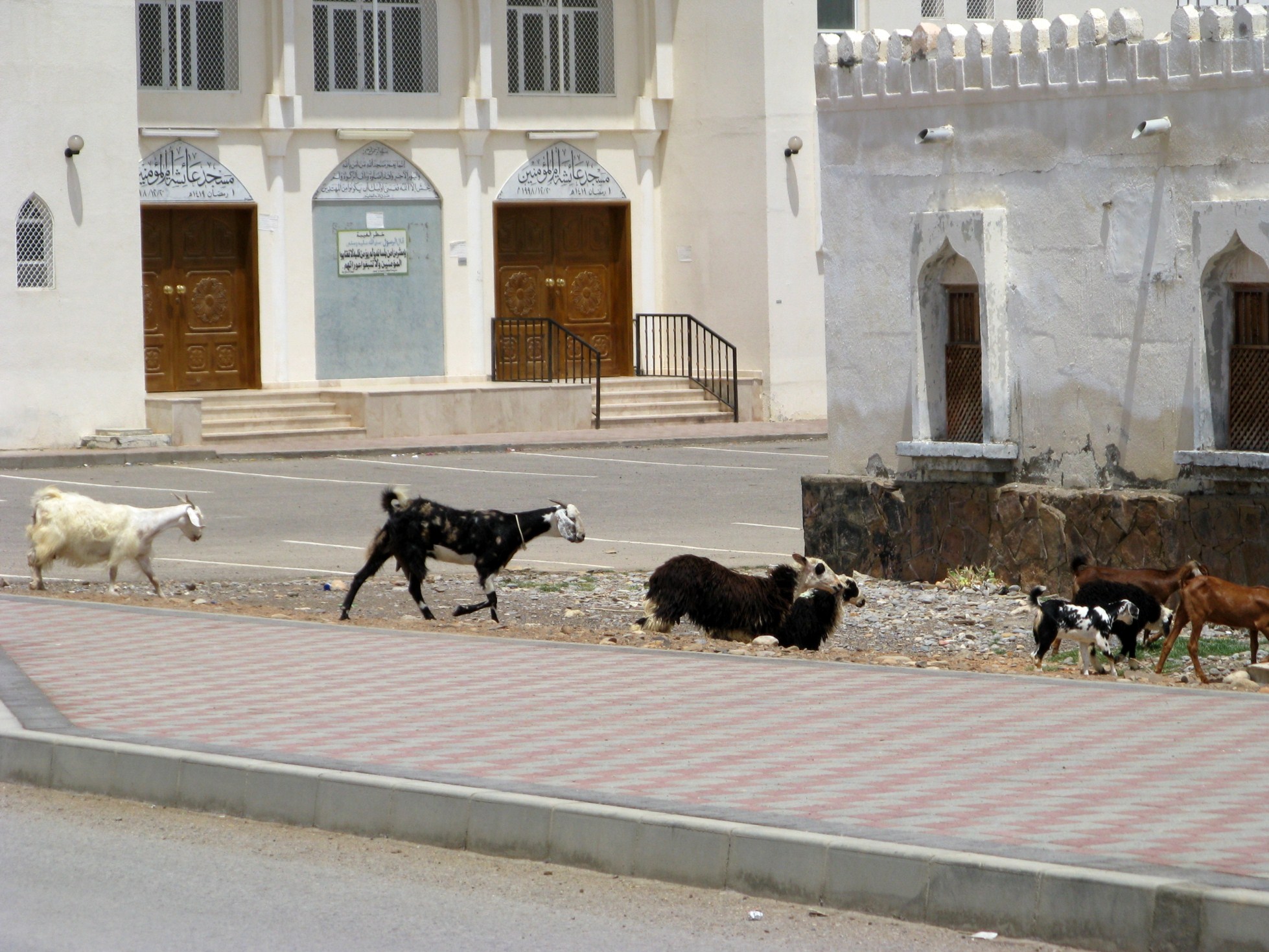 2013_04_27_Sur_Oman_IMG_8288 [50%]