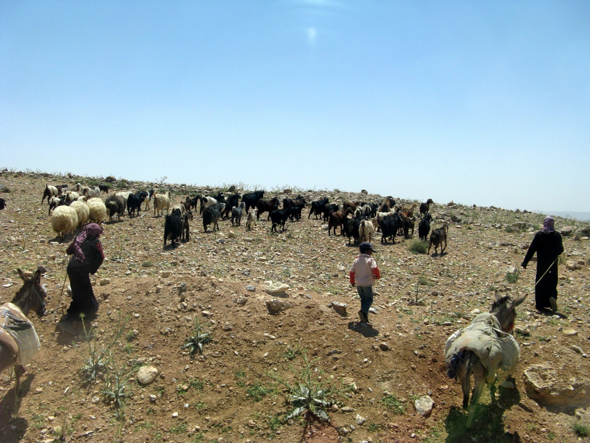 Beduinen mit ihrer Herde.